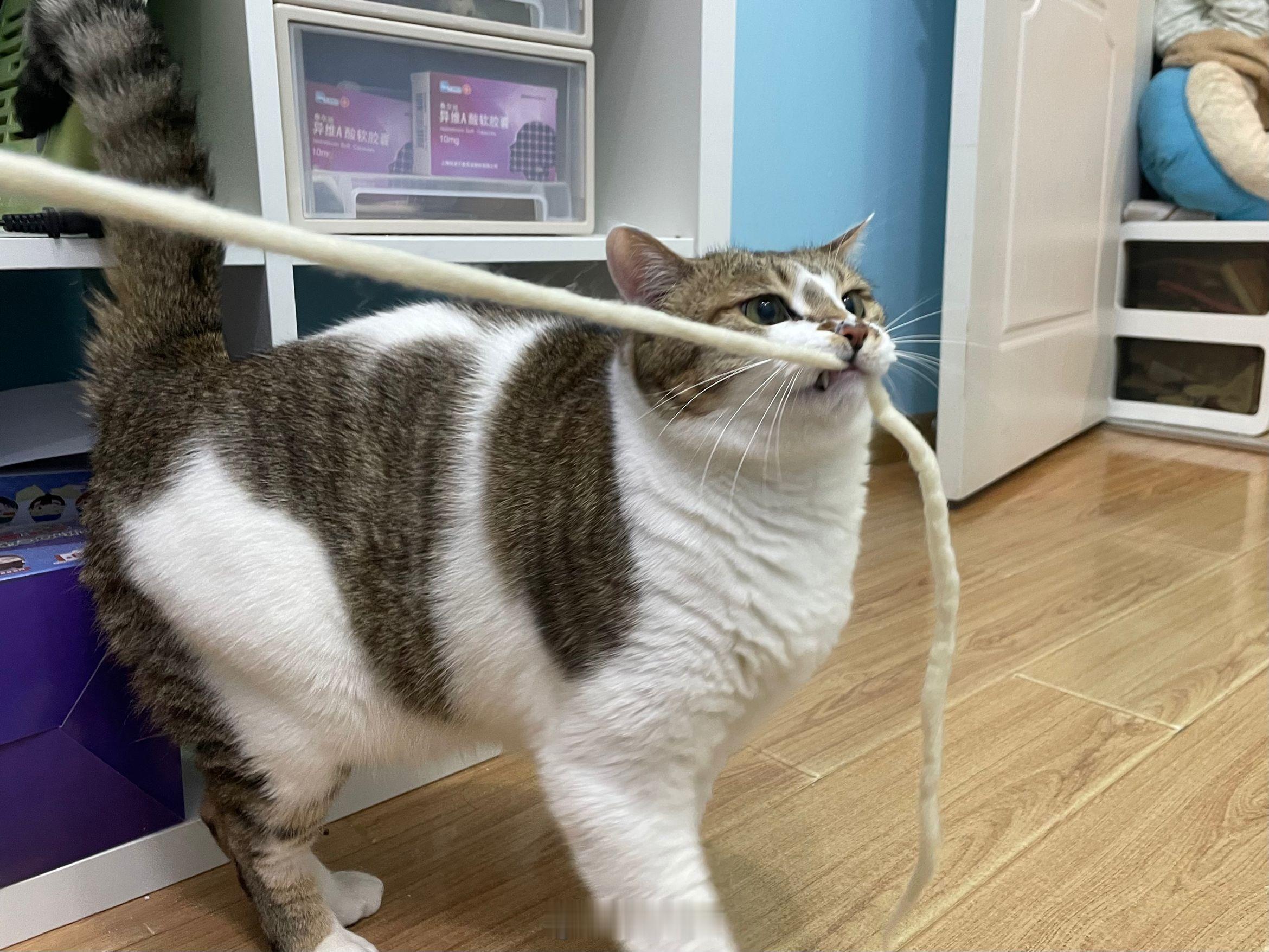 拔河中 