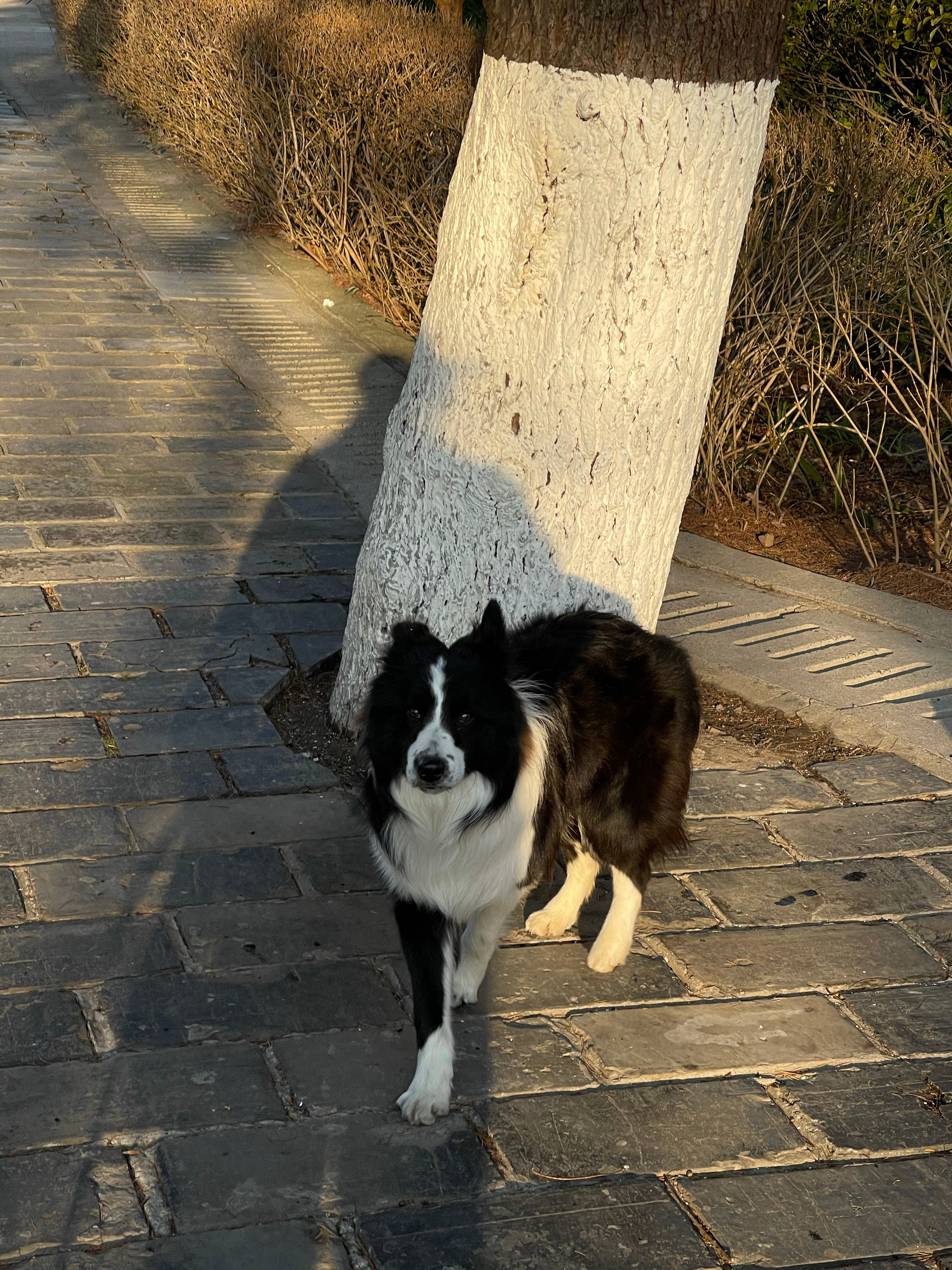 更新一下麻子哥吧。很遗憾原主人没有出现，朋友给他找到了领养，会从杭州开车来接他回