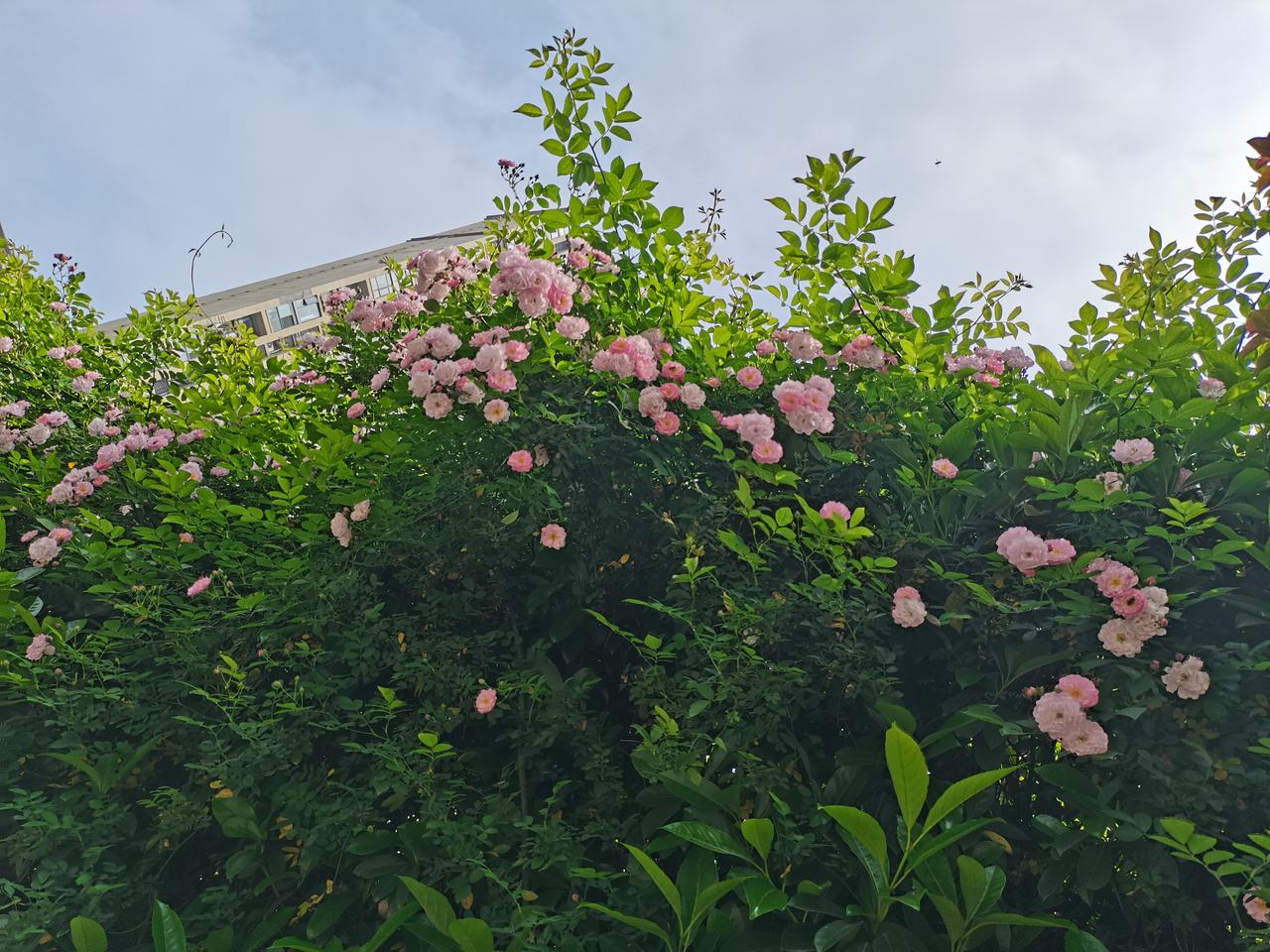 昨晚梦见找到了男朋友，
正经又帅气，
想想嘴角就翘起来了。

我们聊东聊西，
各