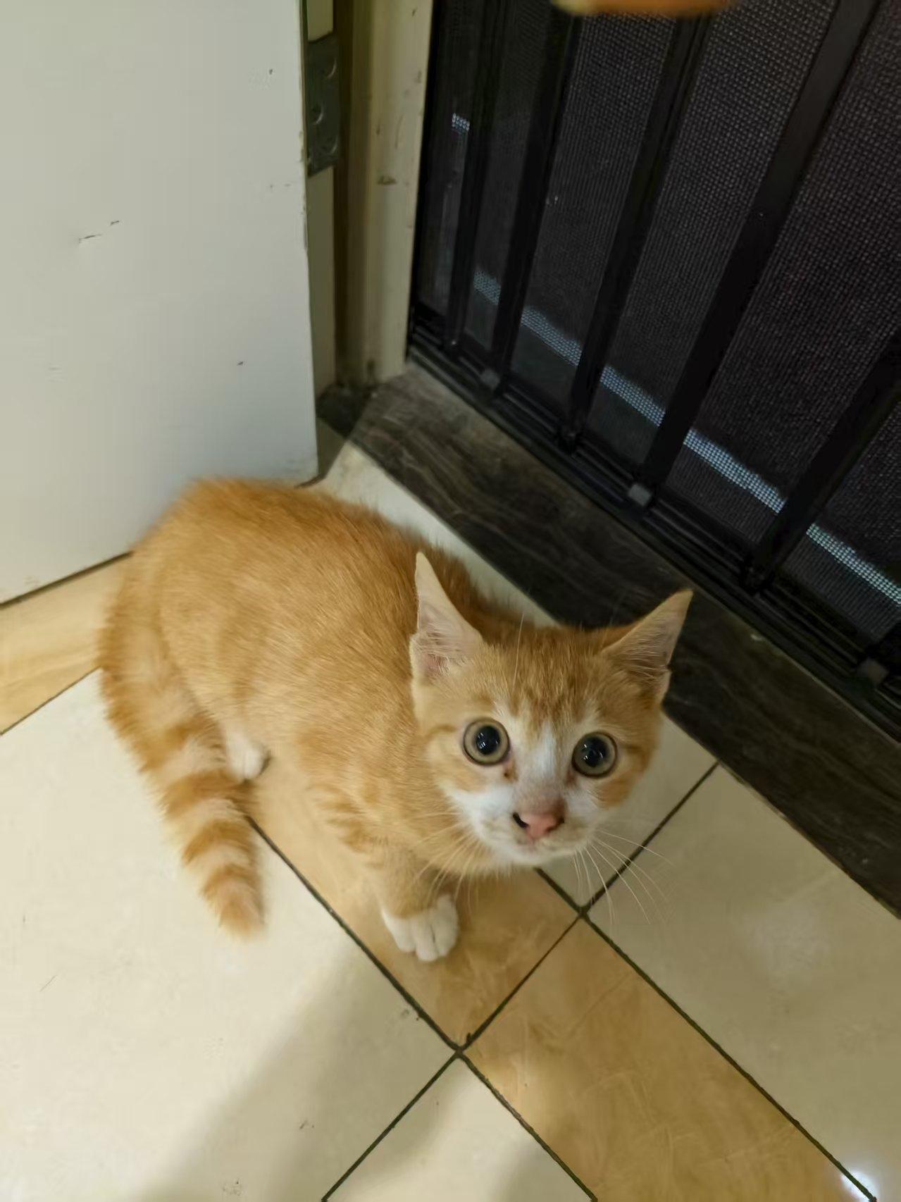 今天，小区微信群里发布了一则寻猫启事。邻居家的猫在2025年9月11日晚走失了，