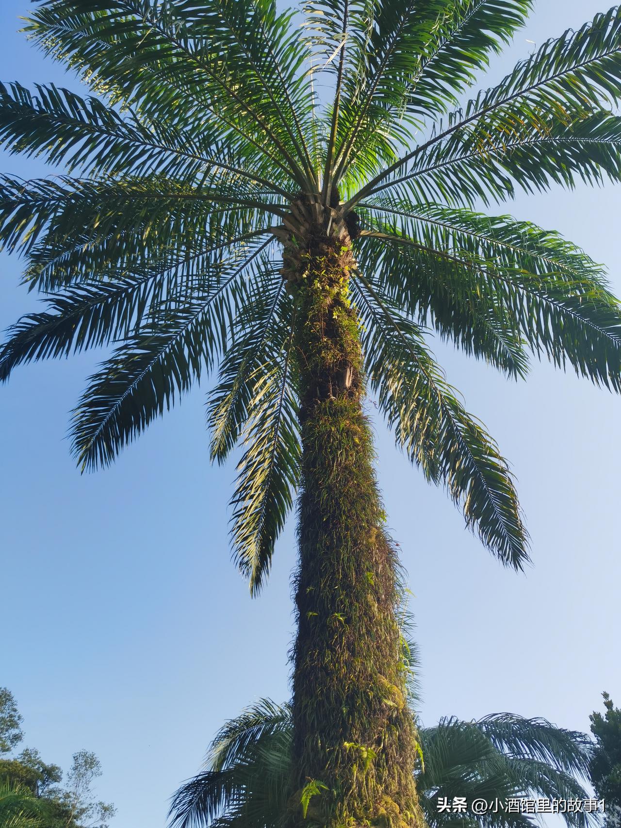 又是一天好天气！
这里可真好的，跟寒冷的冬天不一样，跟炎热的夏天也不一样，自然，