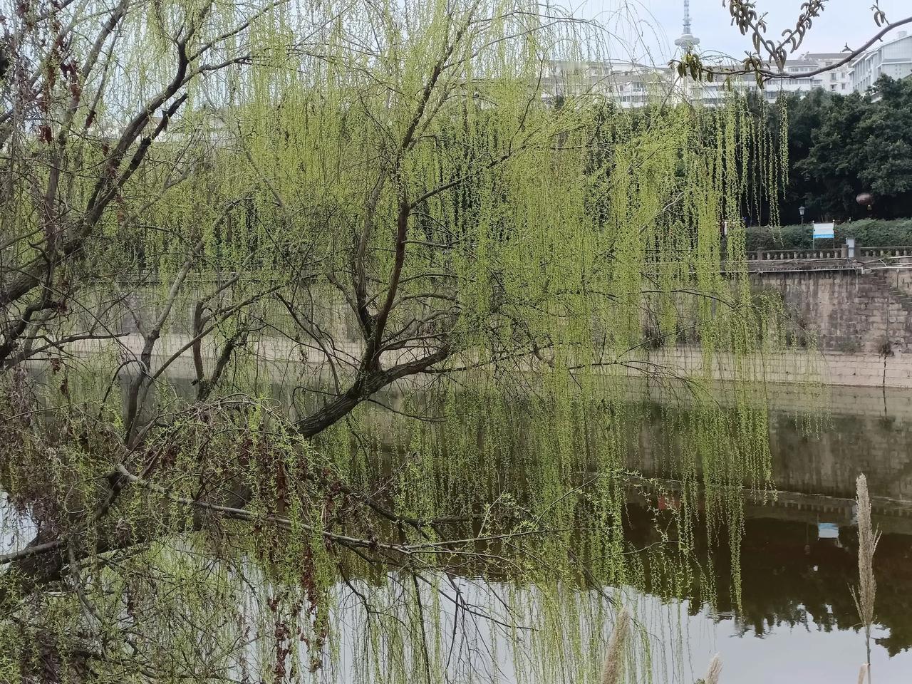 不知杜甫春游过芙蓉溪没有？唐代大诗人杜甫三次经过绵州，曾在芙蓉溪东岸的治平书院暂