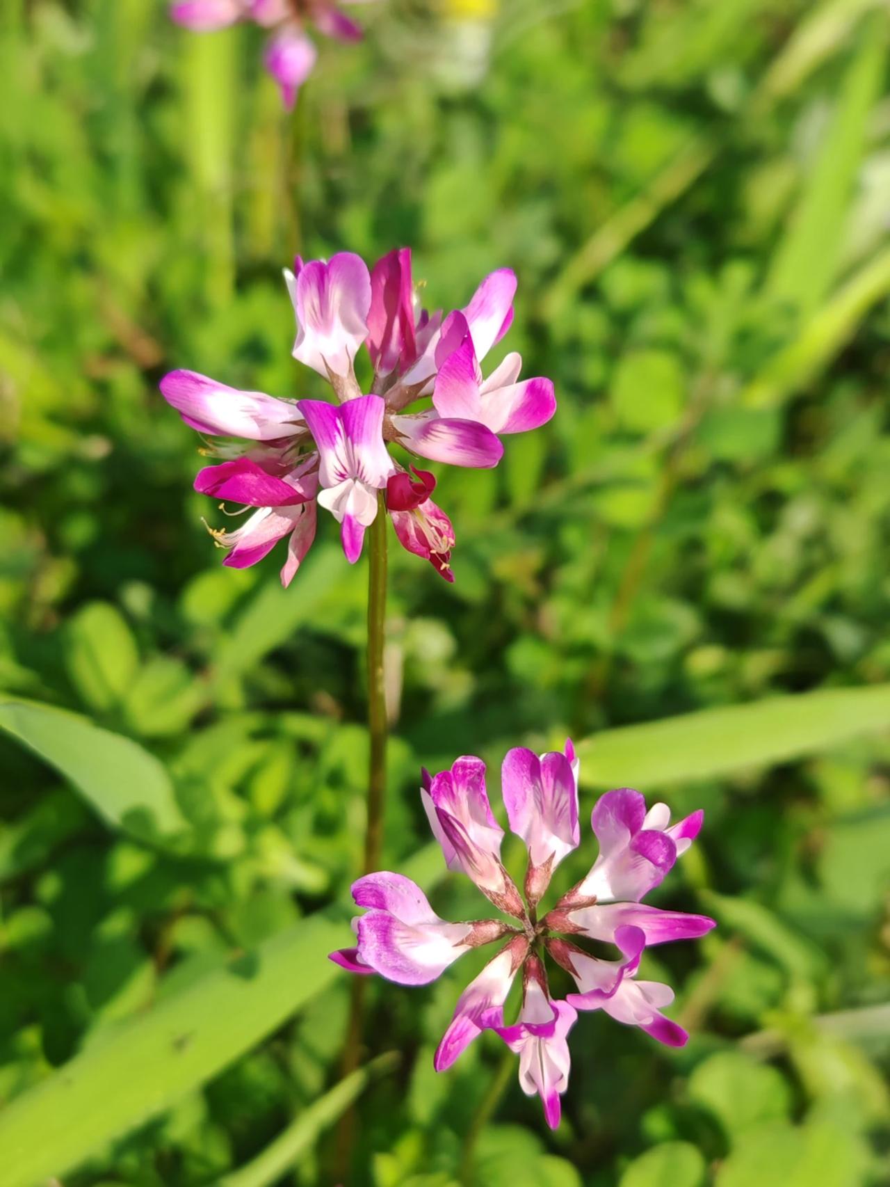 春养身心，马纳安康。春日里的养生小事，打球、散步、喝茶、养花、晒太阳，一起健健康