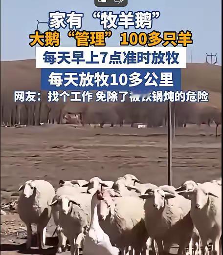 内蒙古一男子，因家中2只大鹅总打架，便把其中一只放在羊圈喂养，谁知，这大鹅竟然帮