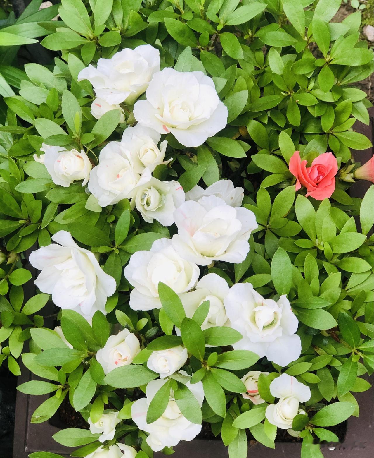 每天的日子慢慢过，不必事事都急着要答案。守住本心，不被杂念困扰，按自己的节奏前行