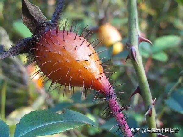 固精第一名，真不是金锁固精丸！
 
就是这颗不起眼的小果子，固精、涩精、补肾气，