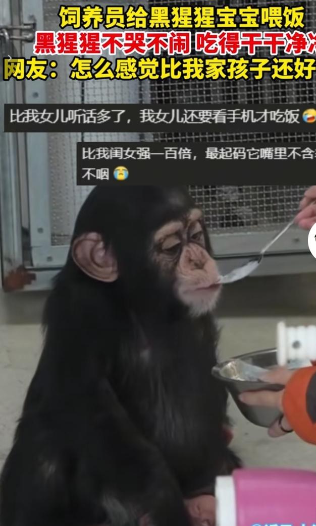 来看看这只全网圈粉的黑猩猩宝宝！上海野生动物园里，饲养员一勺一勺喂饭，小家伙安安