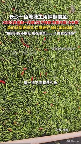 长沙鱼界“辣妹子”！一天炫1万斤辣椒，鳞片金灿灿口感绝了
 
你敢信？长沙的鱼居