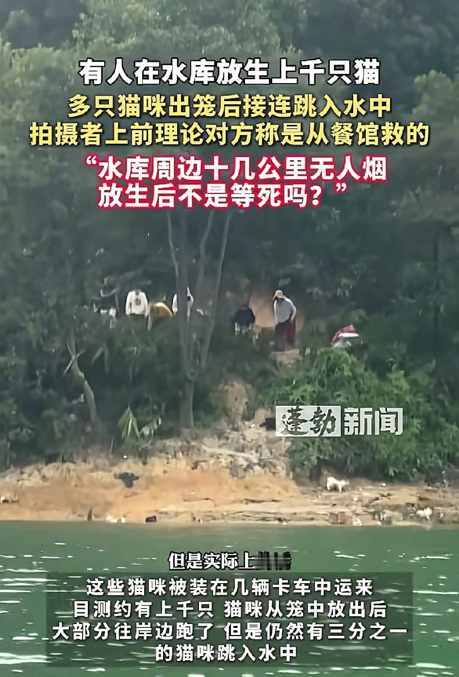 广东清远迎咀水库边放生野猫事件。多名人员用货车运送近千只野猫到现场，部分猫被驱赶