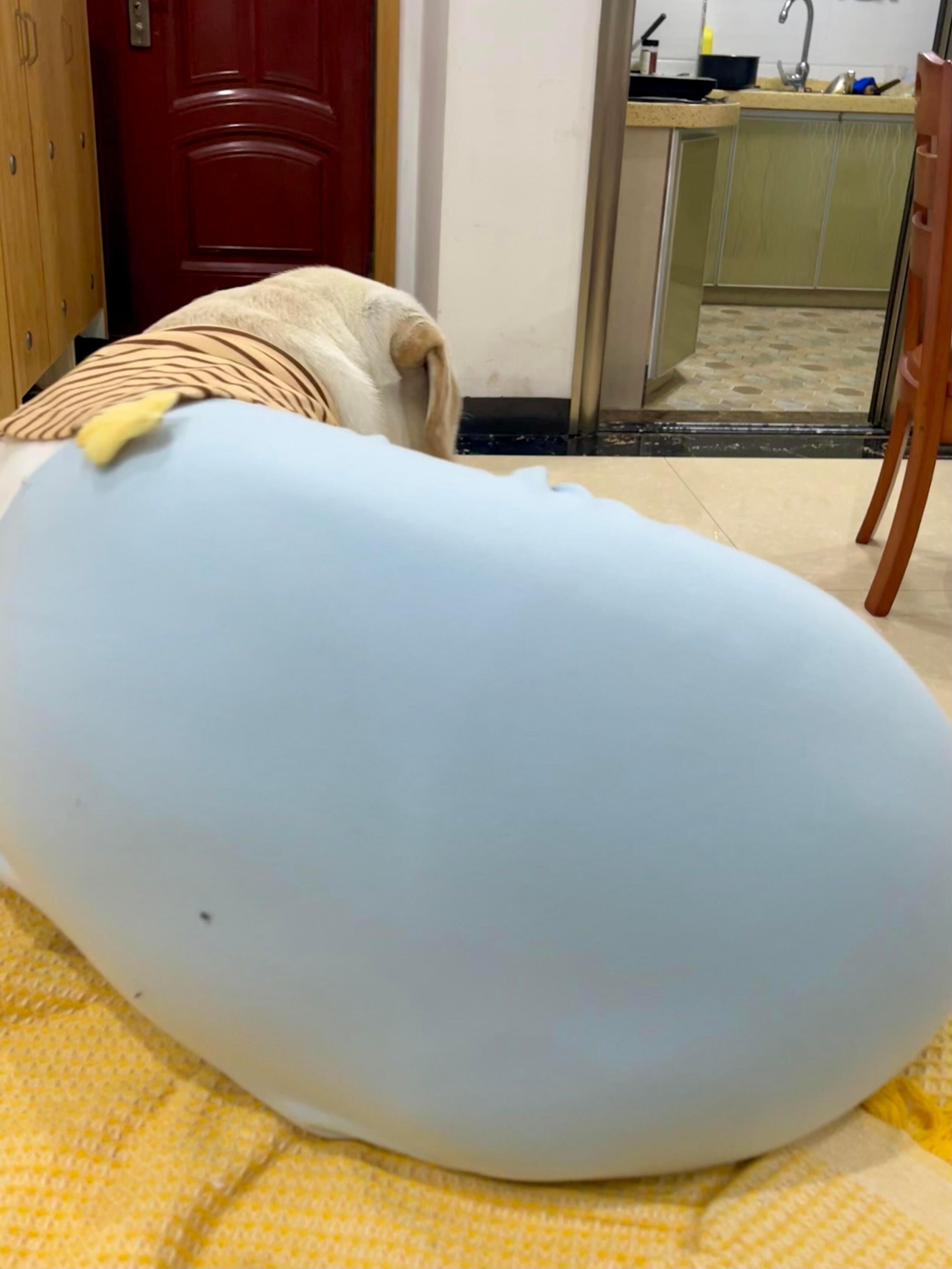 大胖狗穿上衣服变身懒人沙发 