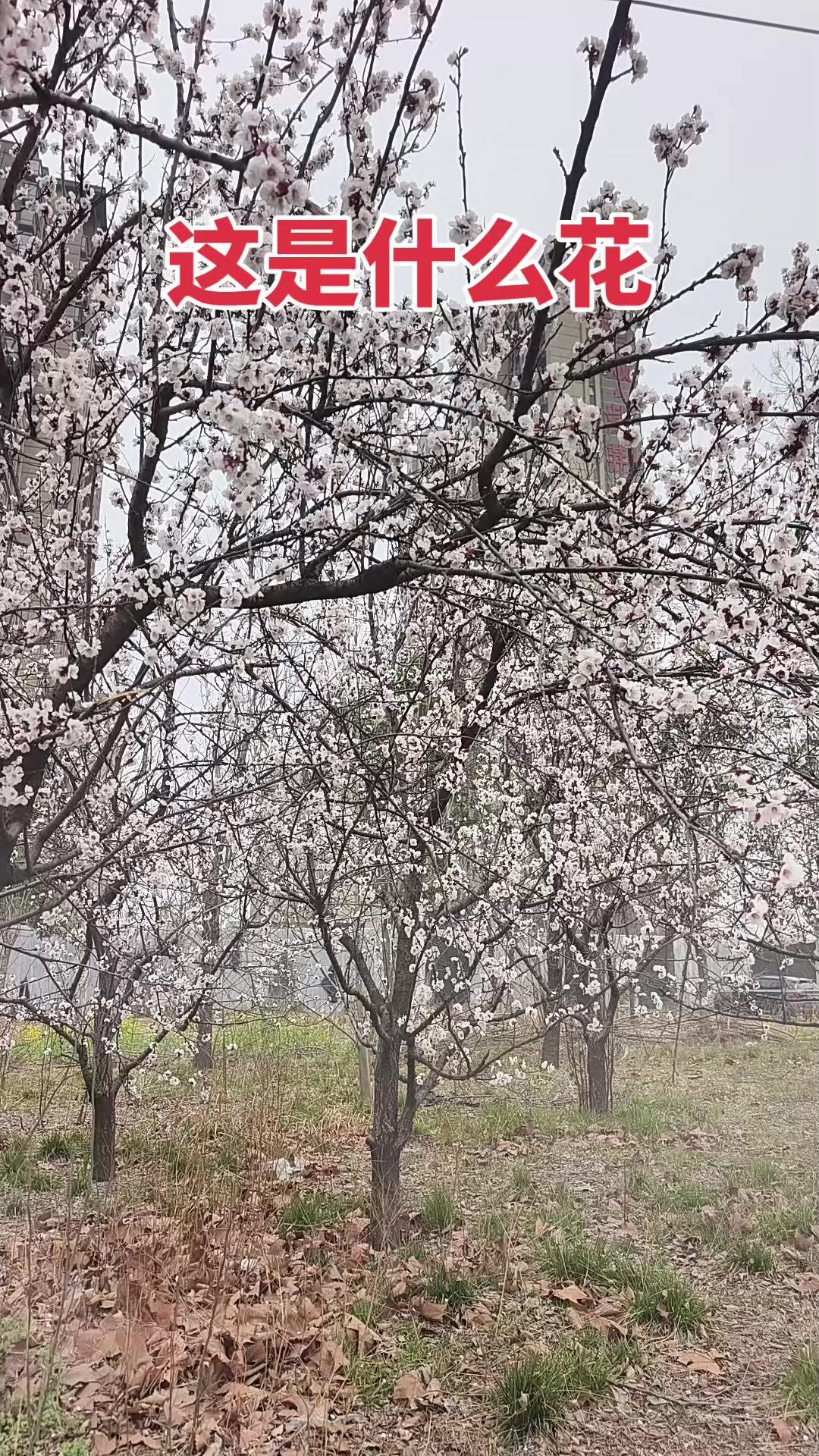 春日里被玉兰花治愈了，白色花瓣轻轻摇晃，风一吹就落满肩头，连空气都变得甜甜的。