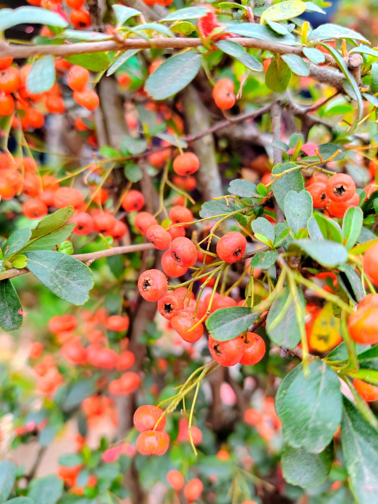 春意已现的时节，移步在他人景栽中，那红果满枝的景象简直绝了。就像走进了一幅色彩斑