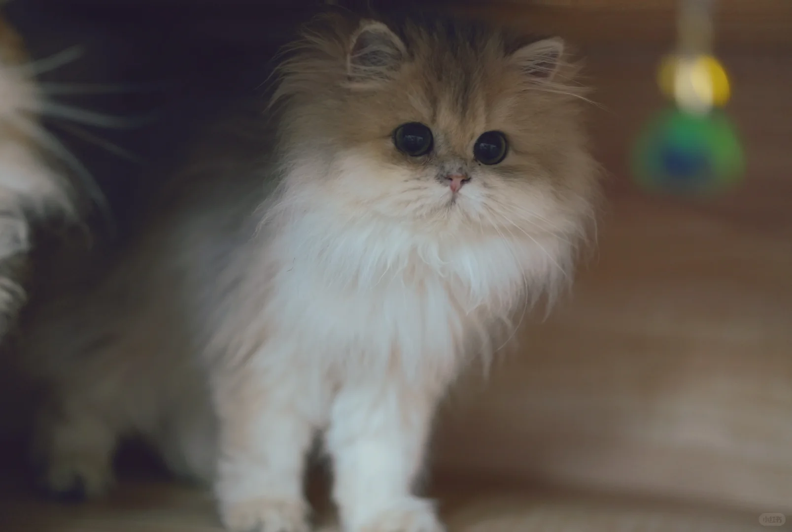 氛围感小猫