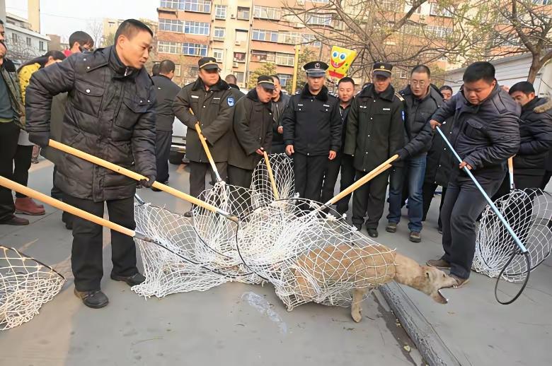 王铎：杭州官方正在捕杀恶犬
