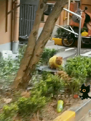 这一看就是奶奶带大的猫咪吧，看这身上穿的都是奶奶对它的爱！