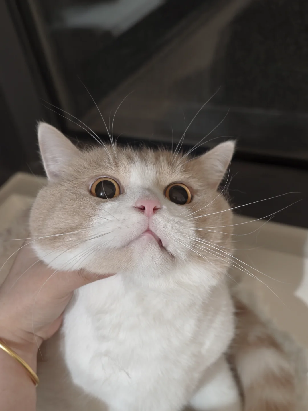 哇哇大叫者 逮捕之😡