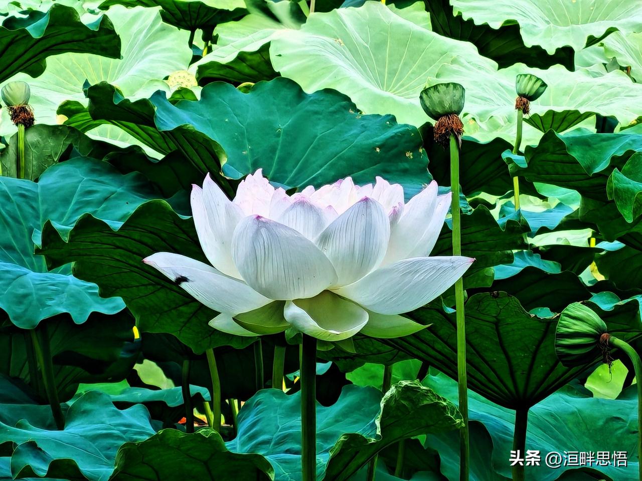 荷花盛开，绿叶环绕，真美啊！