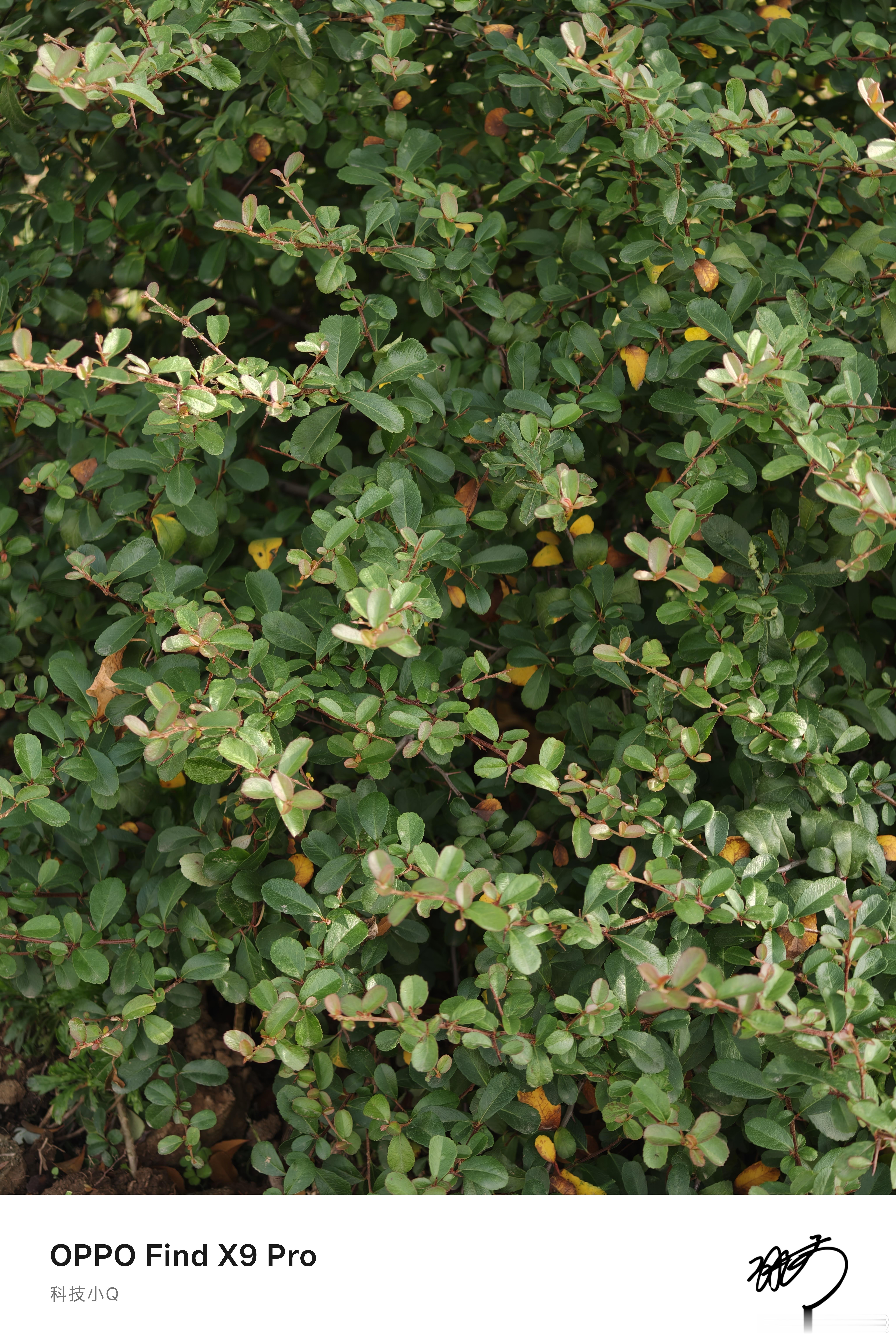 用OPPO Find X9 Pro拍一点儿冬日的景色猜一猜那一张是小宝宝拍的！ 