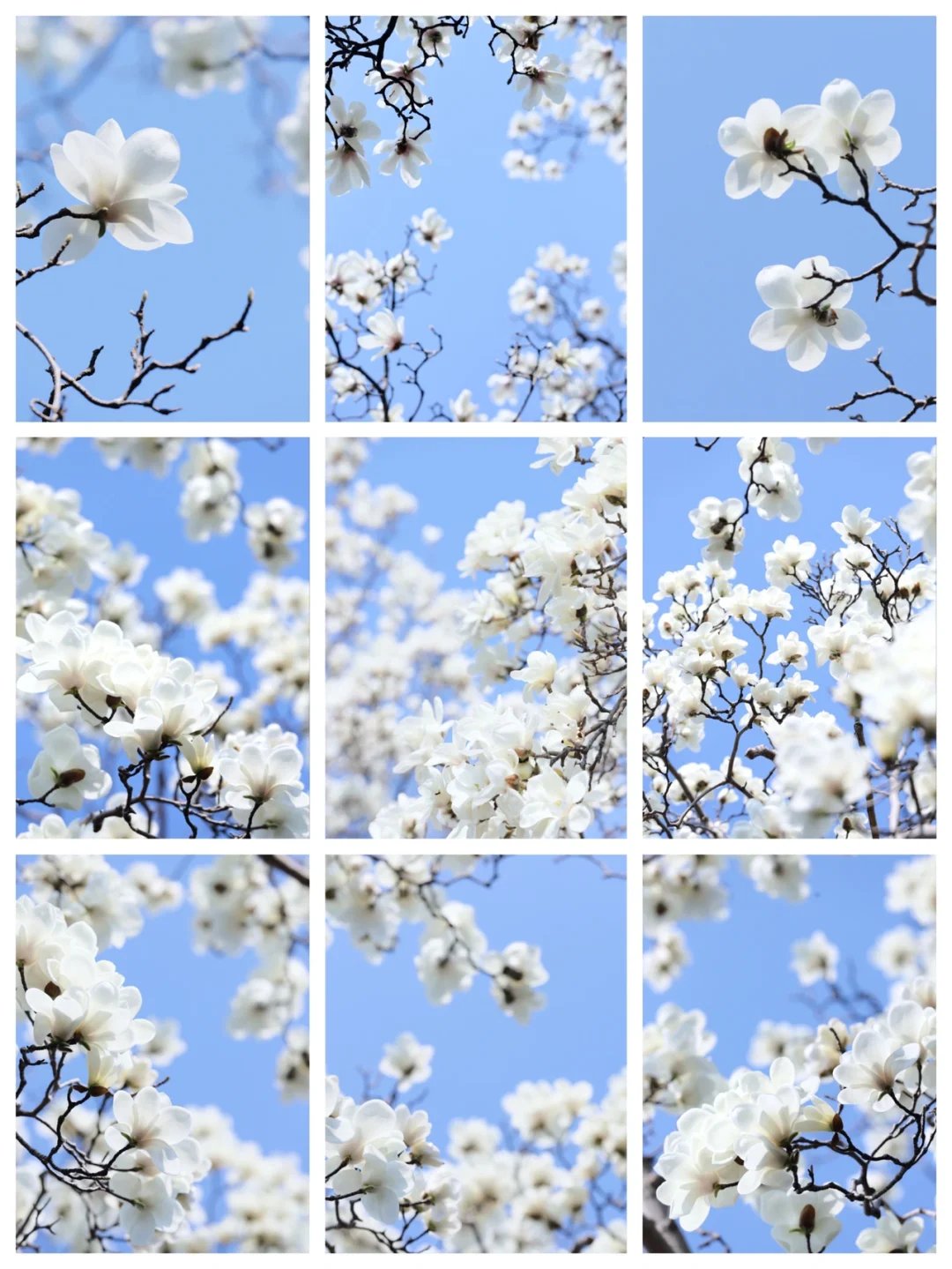 苏州打卡｜网师园白玉兰