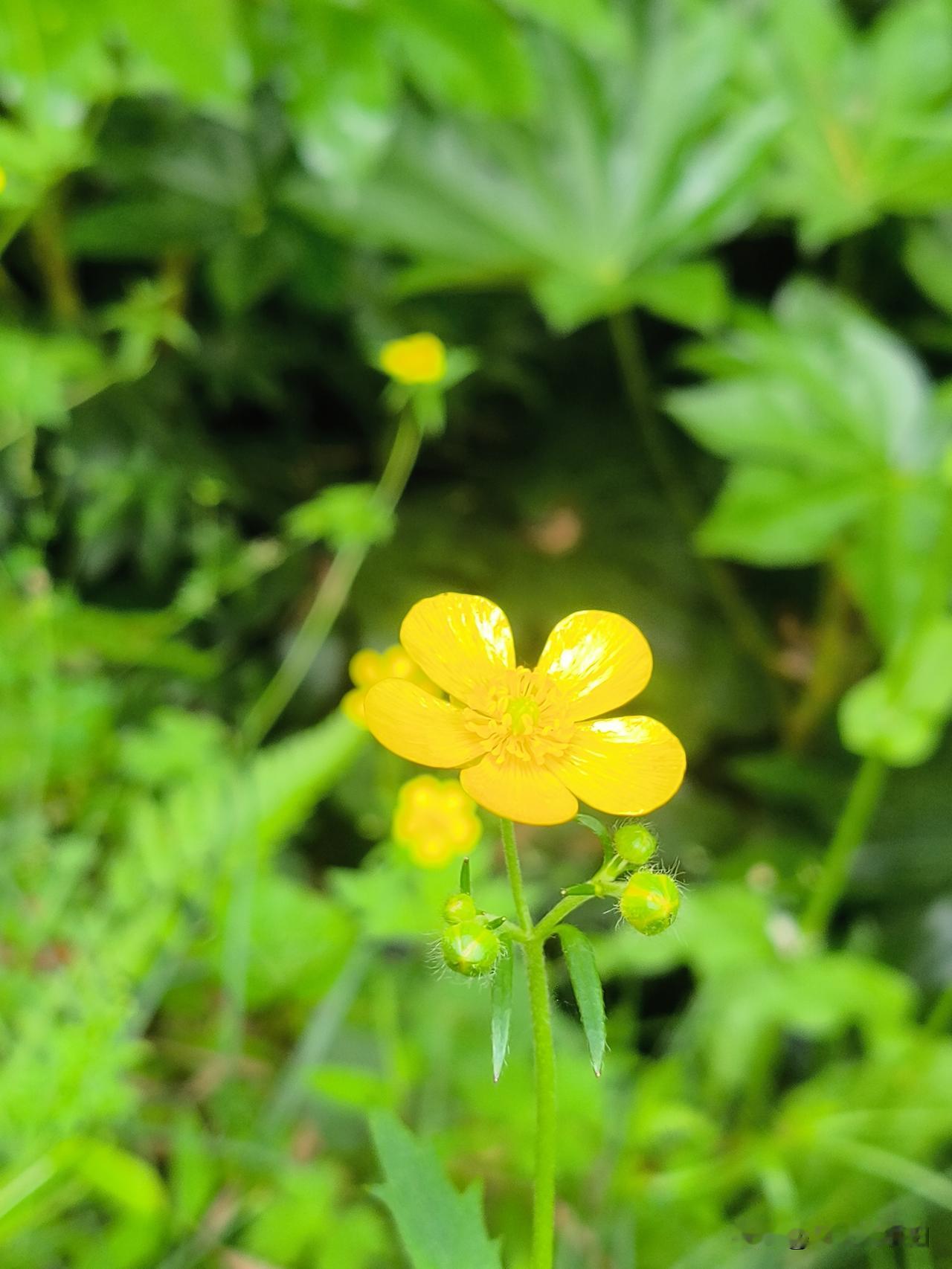 有没有漂亮的花朵图片吗