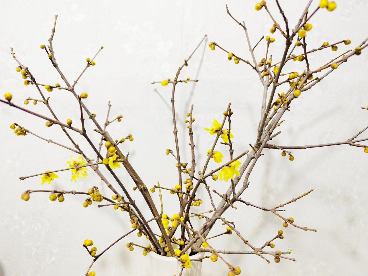 嘿嘿……
开花啦
很香[耶]
前两天还都是花骨朵
今天开啦[呲牙]
友友看这什么