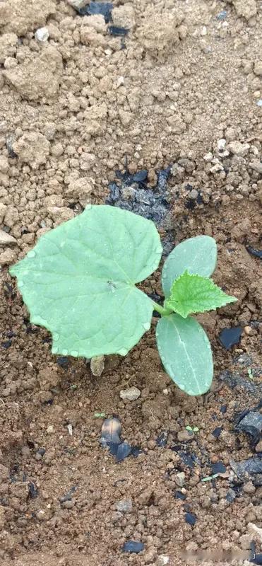 黄瓜为什么只长秧不结果?
 
种黄瓜，蹲苗是关键一步，很多人忽略，后期只长秧不结