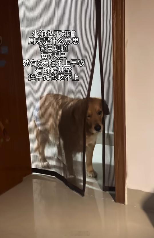 小狗没想到吃饭也得双休[捂脸] ​​​