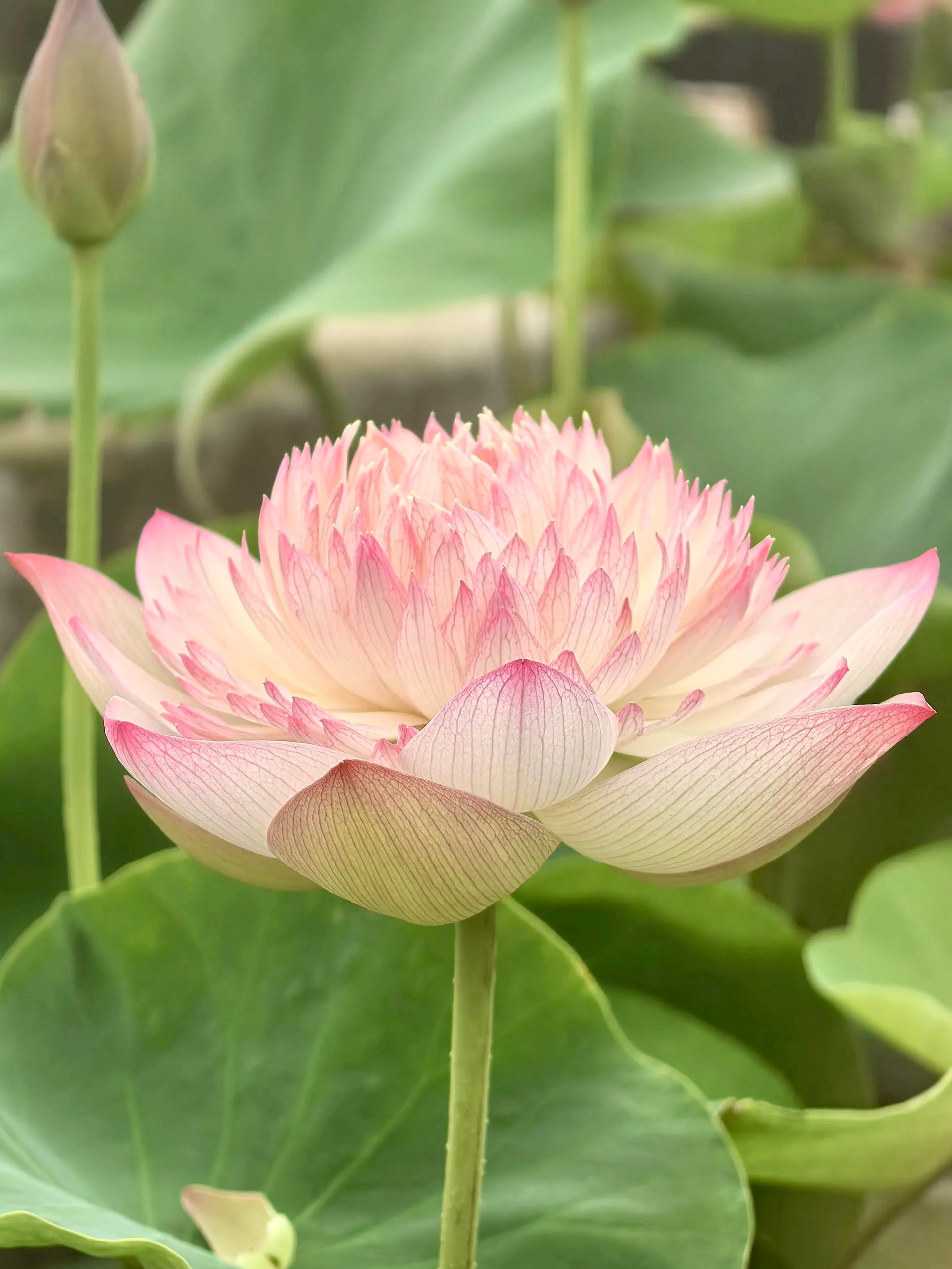 那些所有在命运的困顿中，真正能够历练从容，真正能够慷慨奔赴，才真正能够成就一份真