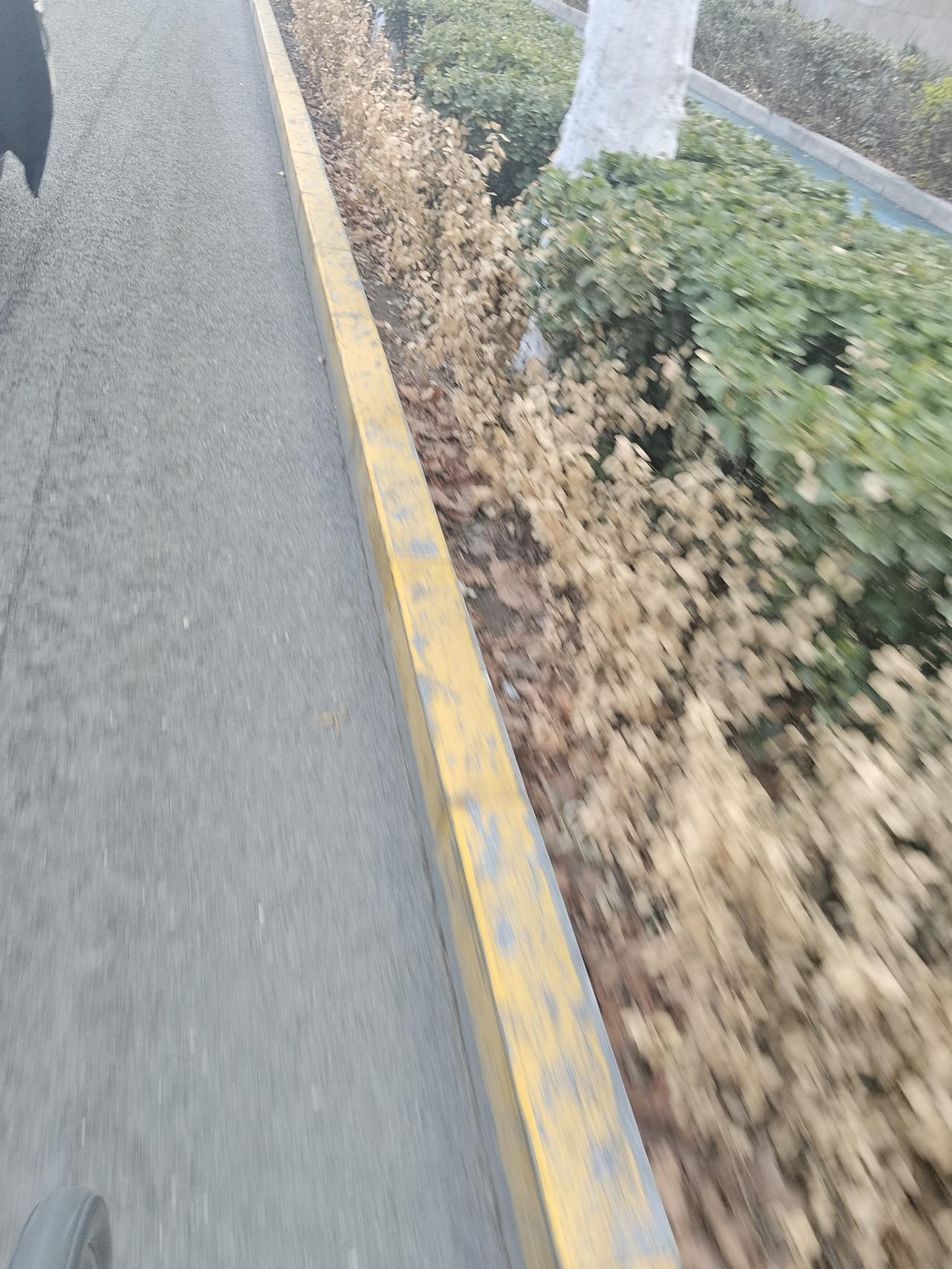 冬去春来万物复苏，但是他们没机会复苏了

这些最靠近路边的冬青早已经枯萎，冬天下