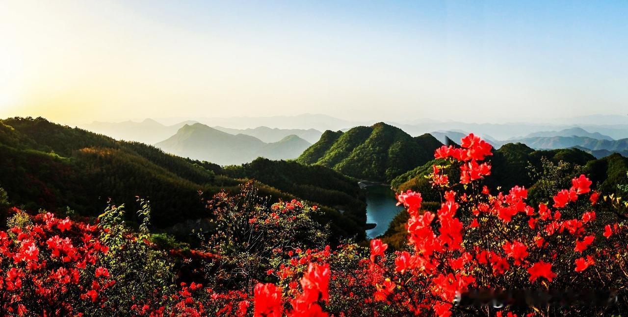 《鹧鸪天. 四月杜鹃》
满岭霞浦四月天，
丹砂匀染万枝妍。
风牵柔影翻红浪，
露