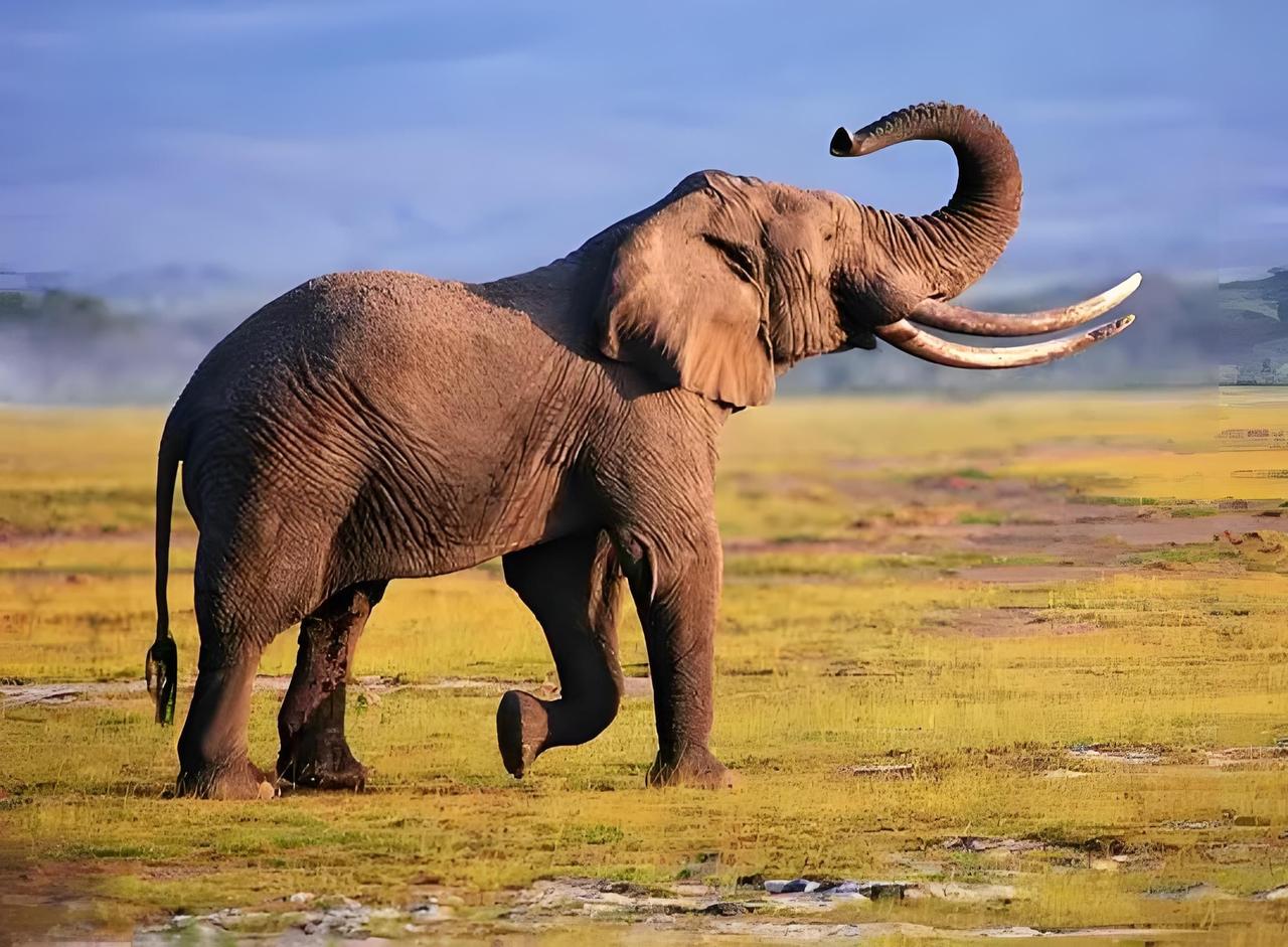 美国富豪误入象群领地，被5头大象踩踏身亡
 
近日，一则极具讽刺性的悲剧事件引发