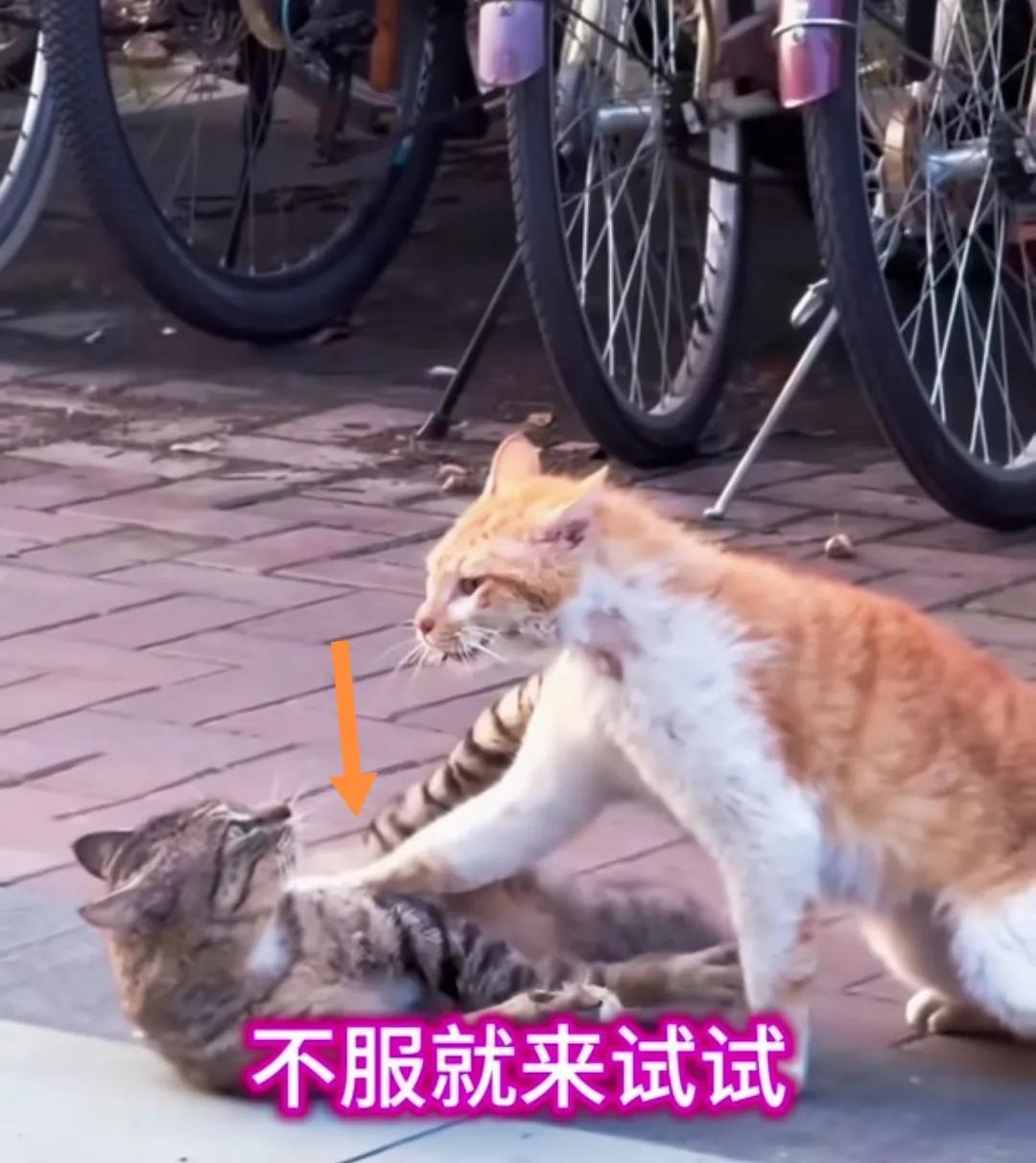 两只流浪猫斗架抢地盘。