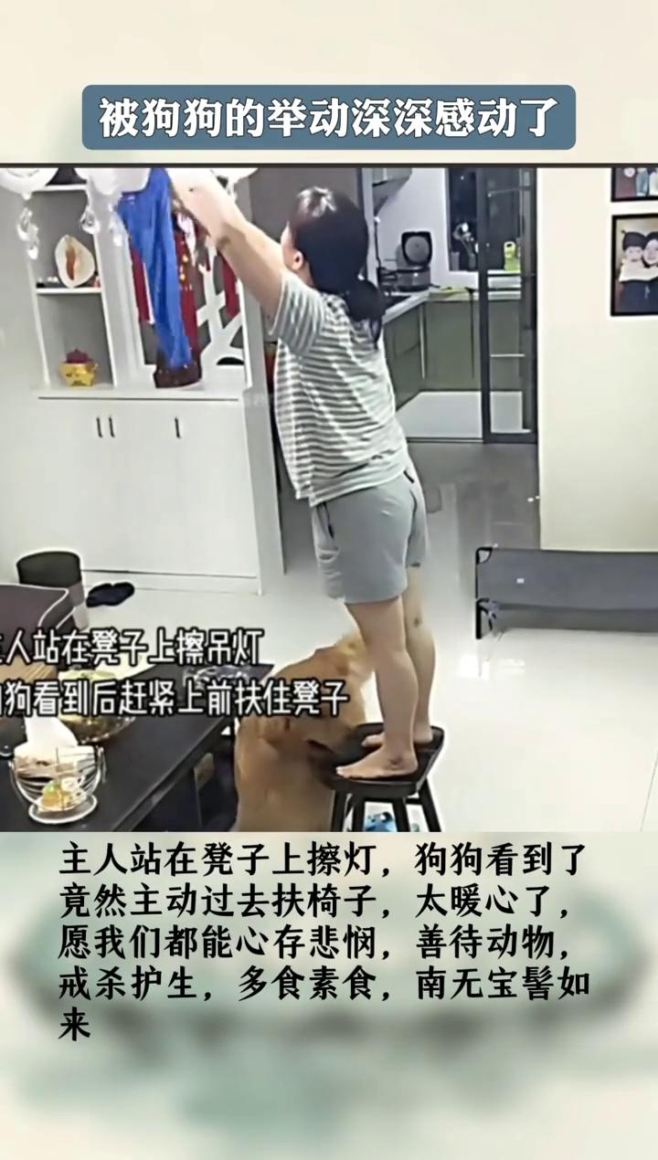 被狗狗的举动深深感动了。
人站在凳子上擦吊灯，狗看到后赶紧上前扶住凳子。主人站在