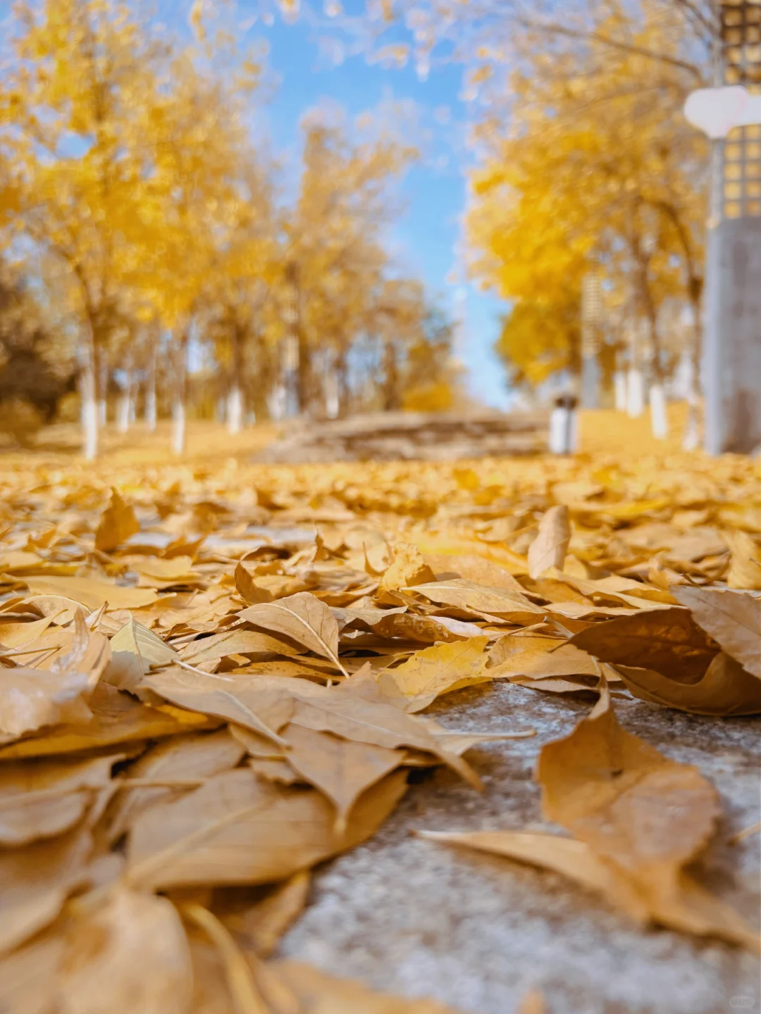 乌鲁木齐的落叶🍂脆脆哒～