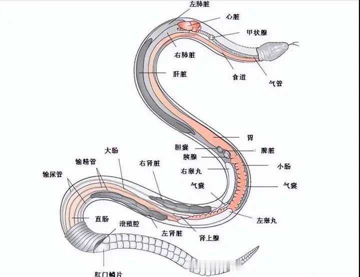 遇到蛇，很多人的第一反应就是 “先打头”。但说实话，这个动作听着猛，真到了野外，