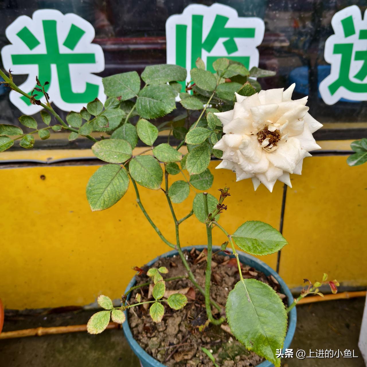 一枝白玫瑰，静待光临，美好如约而至。