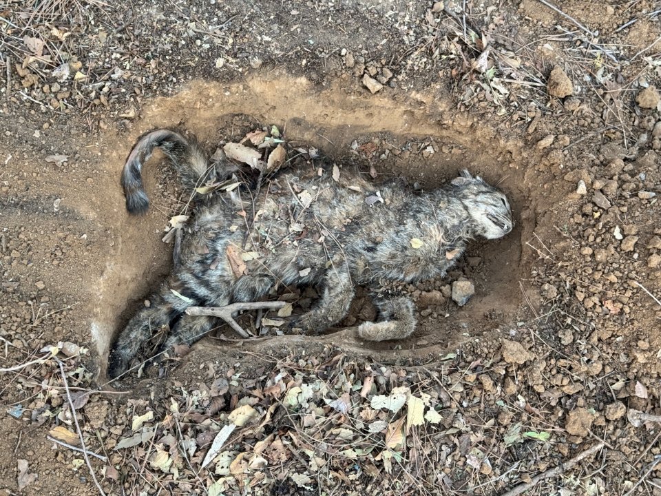 在楼下看到一只死去的猫，硬邦邦的，嘴角没血也没伤口，毛色跟我养的猫特别像，我给埋