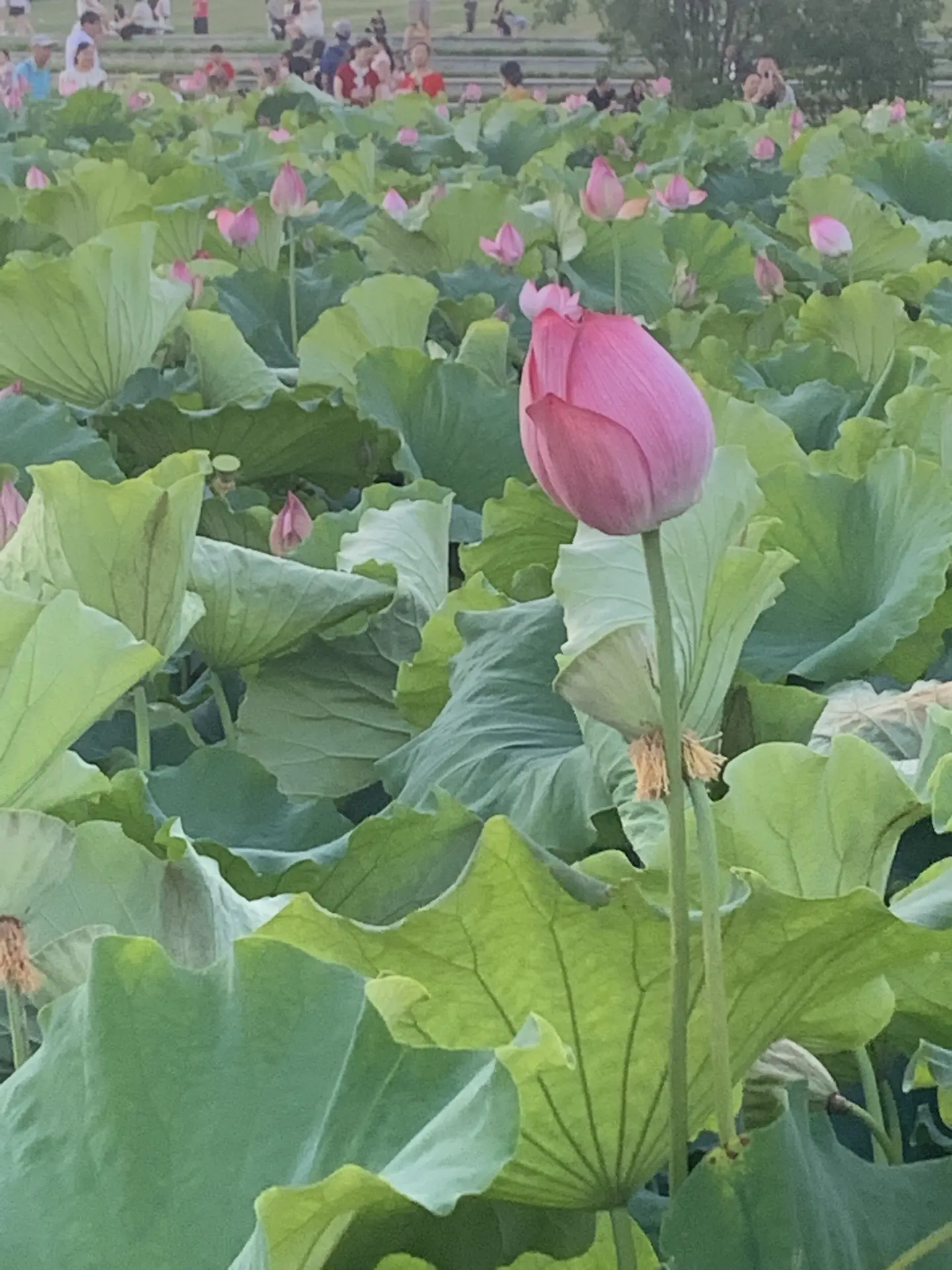 汉江赏花