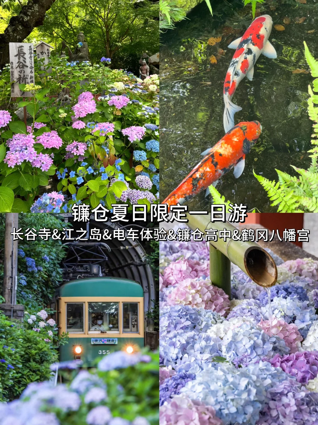 东京周边🇯🇵来镰仓看夏日限定的紫阳花