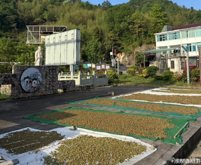 青绿覆盆子变身台州村民共富金果子初夏时节天台泳溪覆盆子迎来丰收，兼具食用与药用价