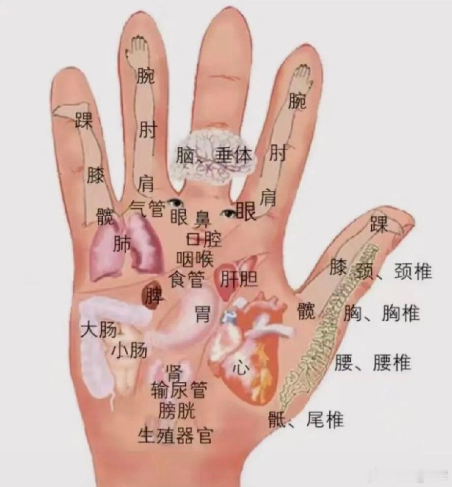 小儿疝气综合调治方案（儿推‑内服小方‑茶饮‑穴位贴敷）提示：腹股沟疝气，若出现包