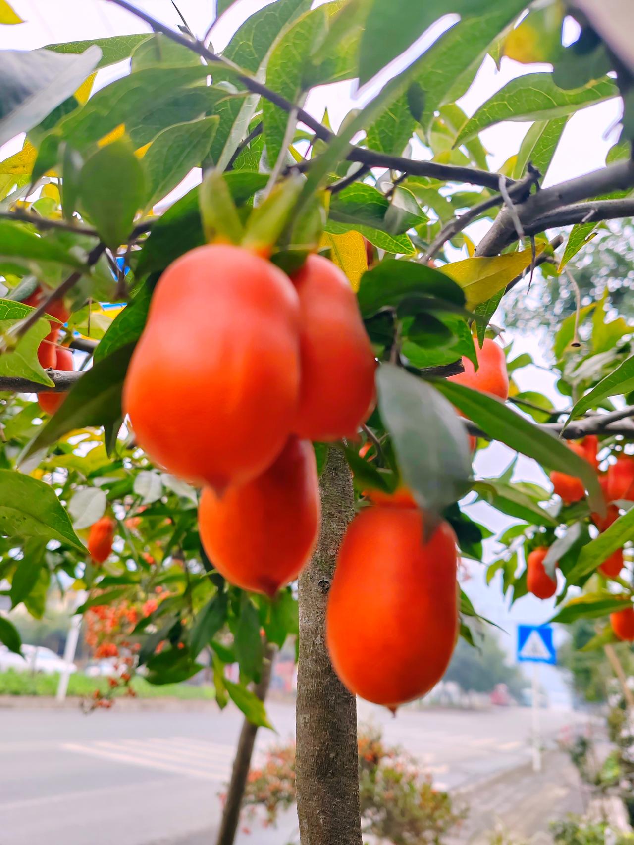 红果挂枝头，绿叶映春光。