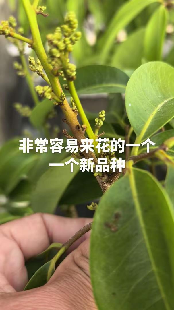 非常容易来花的一个一个新品种。非常容易来花的一个一个新品种荔枝新品种
