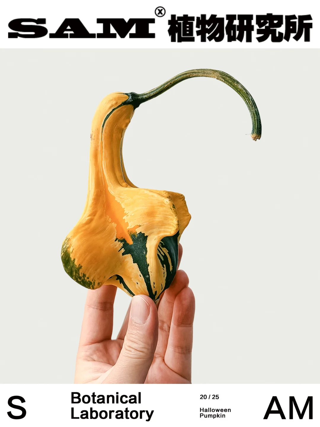 墨西哥南瓜｜Cucurbita Argyrosperma