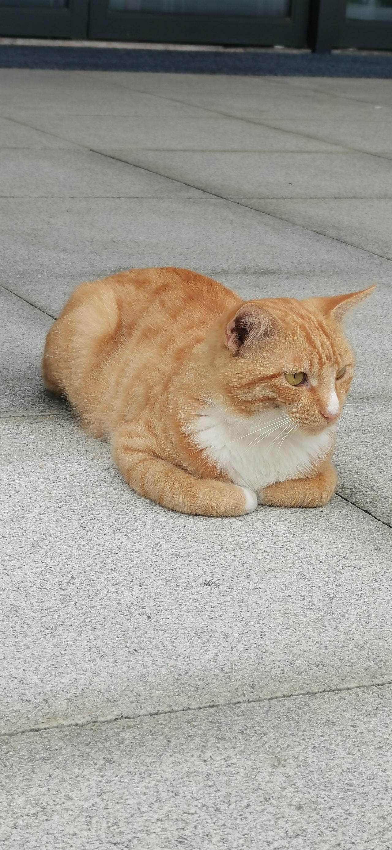 大学里的流浪猫真好命，不愁饿死，只怕胀死。

“老师，小橘吐了，吐了好几处，估计