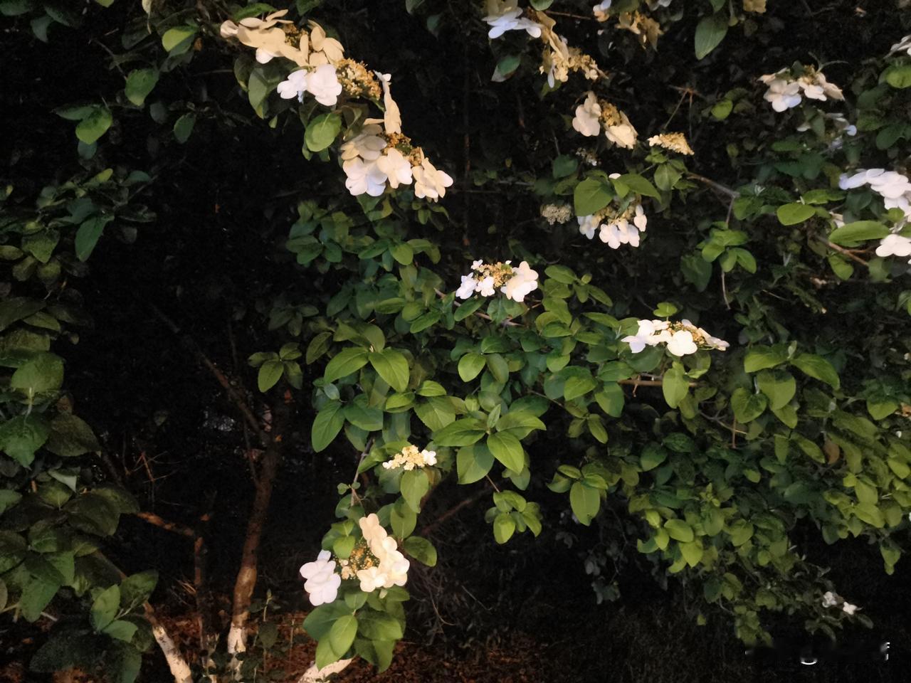 琼花本就高雅，夜晚的它更添了几分静谧与浪漫。周围很安静，只有偶尔虫鸣相伴。
