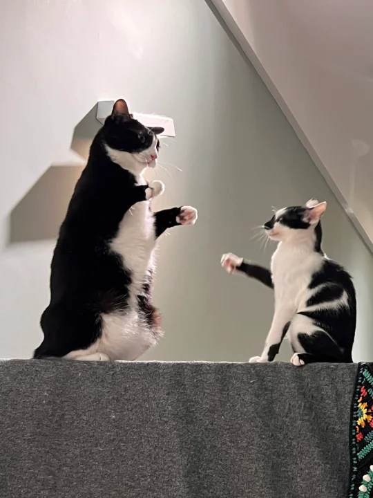 猫也不想带娃