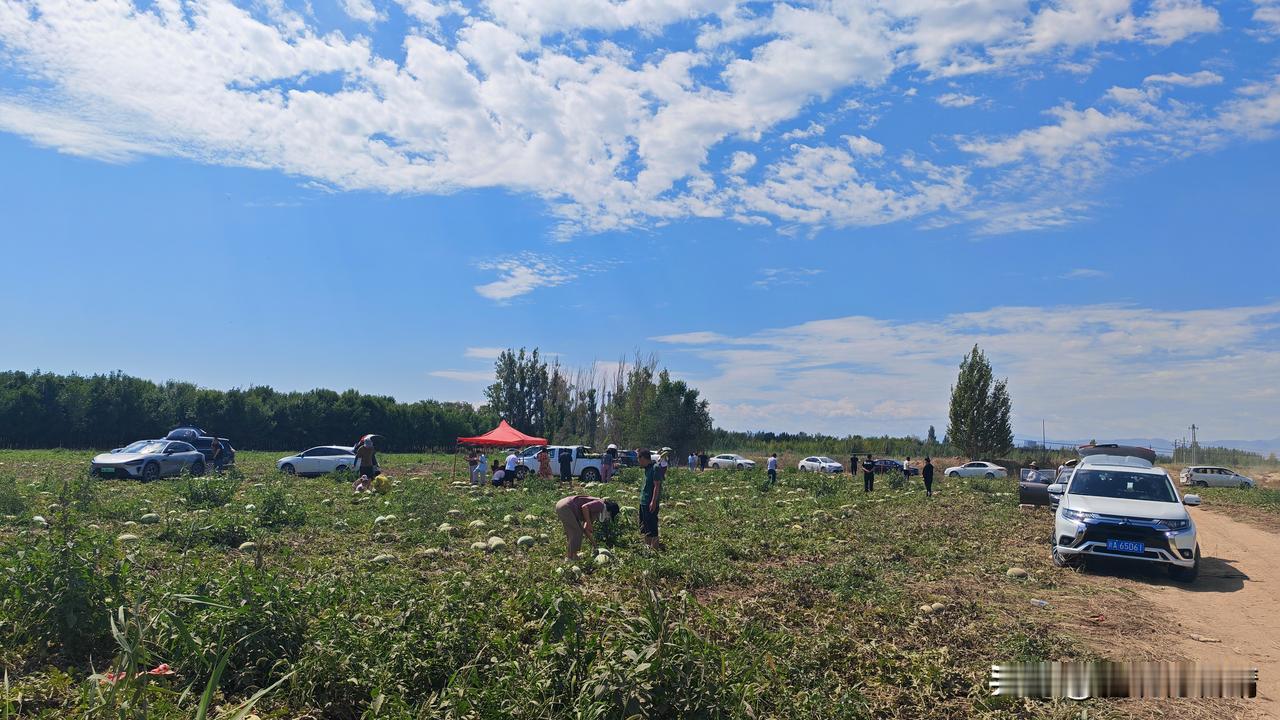 何以解暑，唯有西瓜🍉，新疆乌鲁木齐市面上打着下野地、三坪旗号的西瓜也已经卖到七