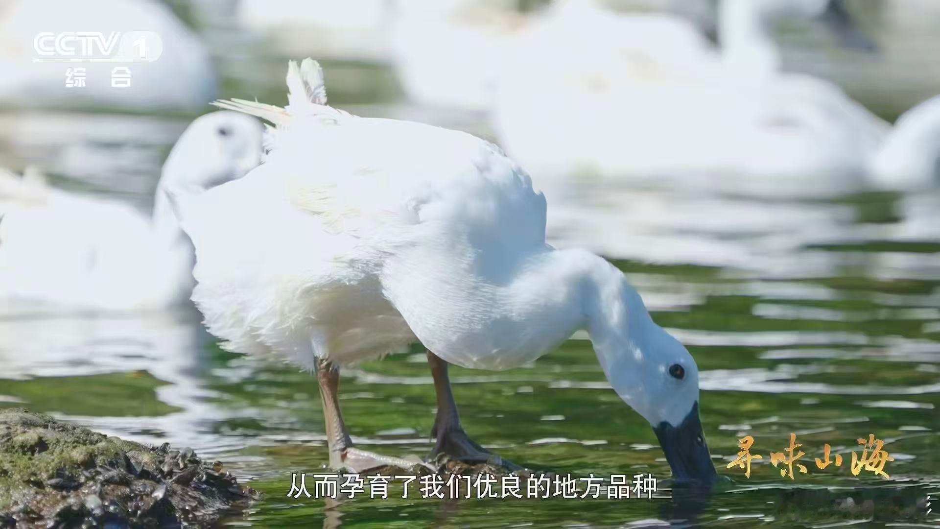 福建有种鸭越老越贵3招教你判断鸭子年龄 别小看这只瘦老鸭，营养可丰富了。体内含有