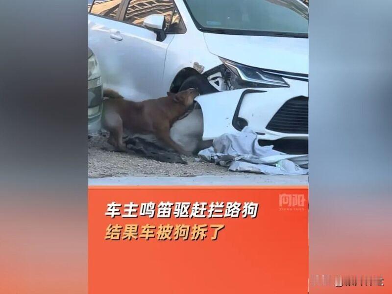 车主鸣笛赶拦路狗 结果车被狗拆了

1月8日，广东一位车主因狗挡路鸣笛驱赶，随后